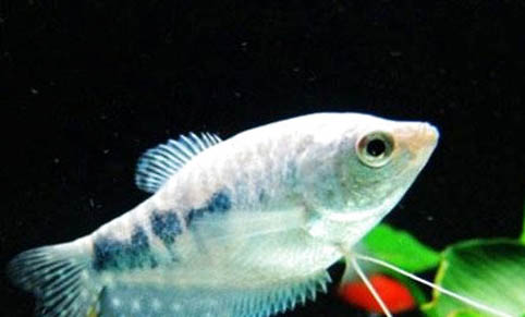 曼龍魚可以和什么混養