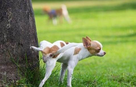 狗狗怎么樣可以預防犬瘟?