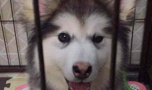 阿拉斯加雪橇犬的性格是什么樣子