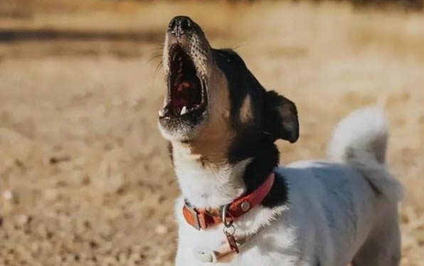 狗狗感冒有什么癥狀