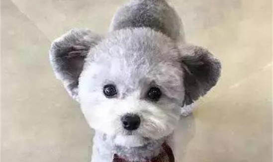 狗狗為什么會(huì)咬尾巴？如何處理以及注意事項(xiàng)？
