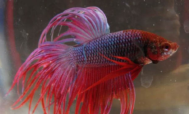魚子醬狗糧怎么樣有營養嗎