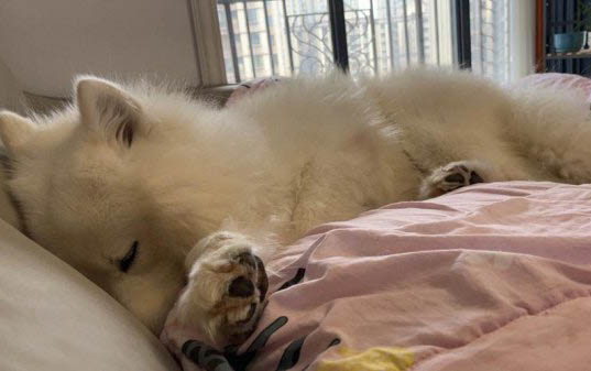 狗狗狗狗的年齡怎么算的