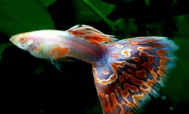 孔雀魚不能和什么魚一起養嗎