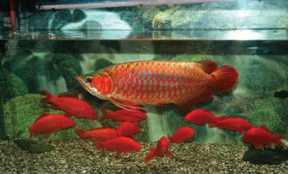 龍魚為什么那么貴