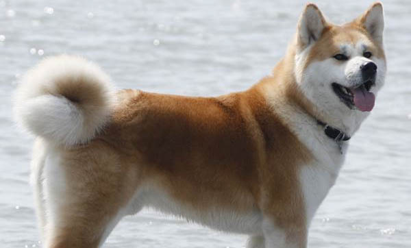 為什么秋田犬被禁養