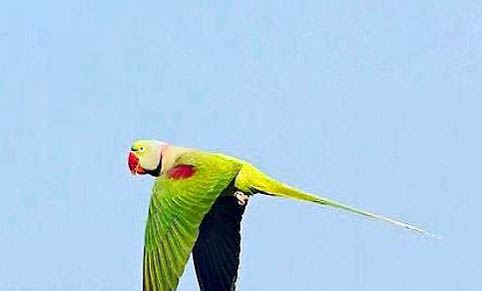 玄鳳鸚鵡過冬的注意事項