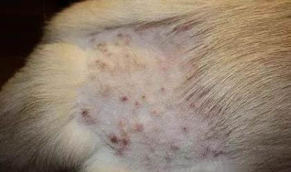 狗狗后腿皮膚裂開