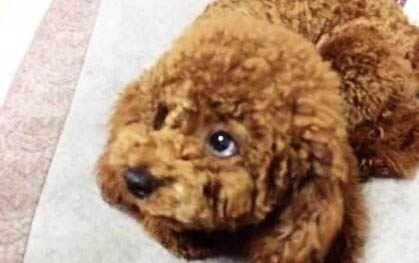 狗狗肚子拉蟲子是驅蟲成功嗎