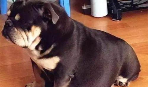 狗狗球蟲病糞便圖片解析