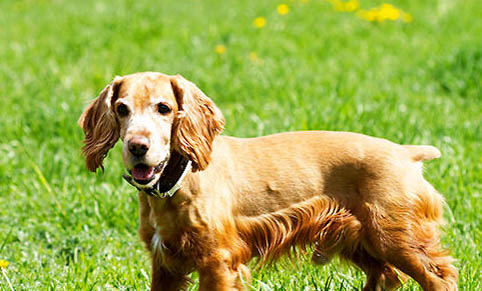 美國可卡犬和英國可卡犬的區別有哪些