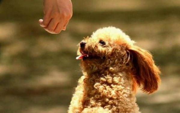 泰迪喜歡主人摸哪里?