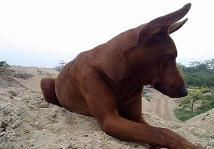 尋血獵犬手術(shù)傷口多久恢復(fù)