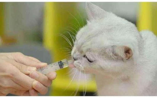 小貓大便不成形的原因及處理方法