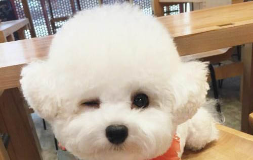 狗狗在哪里買比較靠譜