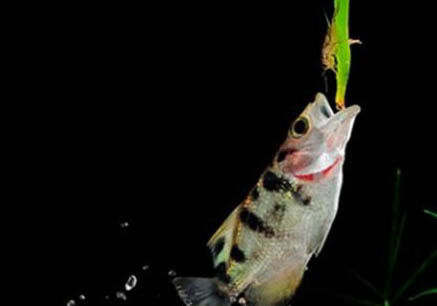 養(yǎng)六角龍魚注意事項