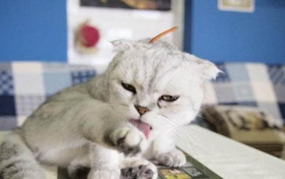 剛出生幾天的小貓怎么飼養