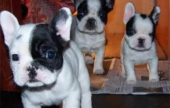 法國斗牛犬多久洗一次澡?