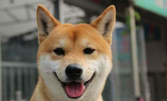 柴犬的原產(chǎn)地在哪里