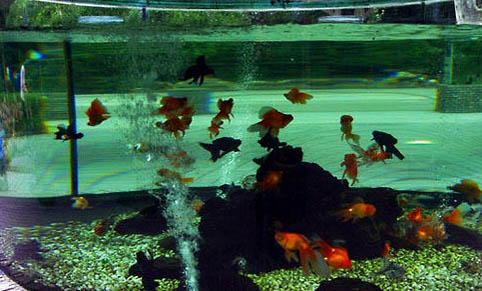 魚缸里有白色線蟲
