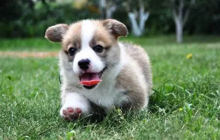 哪里有賣成年母柯基犬的