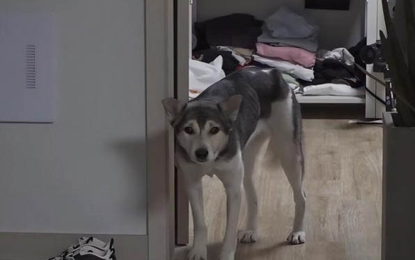 狗狗有哪些東西不能吃