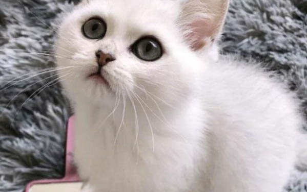 怎樣幫貓剪指甲?