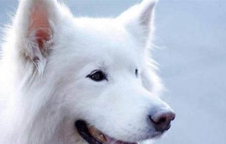 純種薩摩耶犬幼犬價(jià)格 200一只嗎