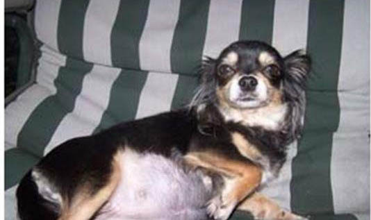 母犬腹股溝疝
