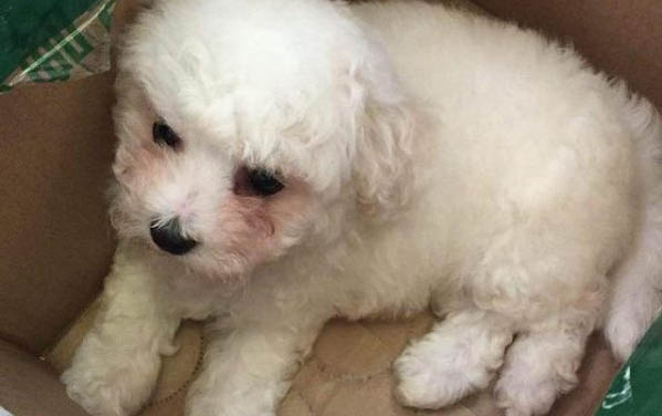 比熊犬淚痕的產生原因及處理方法