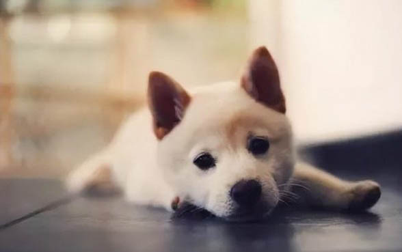 哪些狗狗適合家養不掉毛的狗