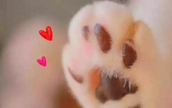 狗狗急性腦炎的前兆