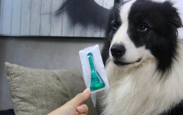 狗狗得了狂犬病會有哪些癥狀
