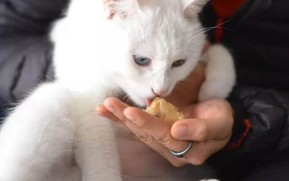 狗狗拉稀的現象和原因及處理方法