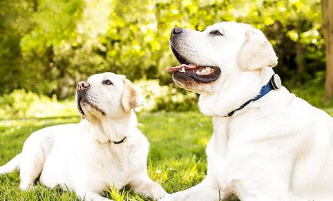 預(yù)防狗狗得細(xì)小和犬瘟打什么針