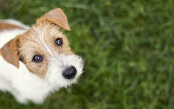 狗狗的牙齒怎么護理更健康
