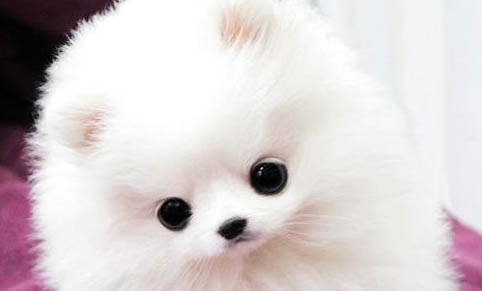 犬瘟熱抽搐還能治好嗎