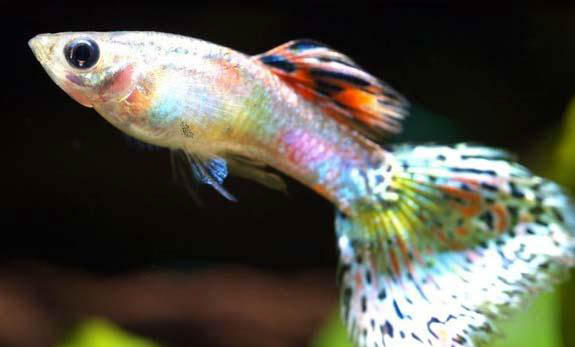 孔雀魚一次能生多少魚