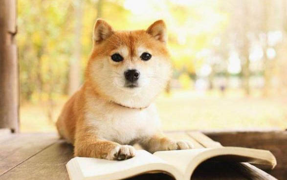 懷孕后期的狗狗為什么發抖喘粗氣
