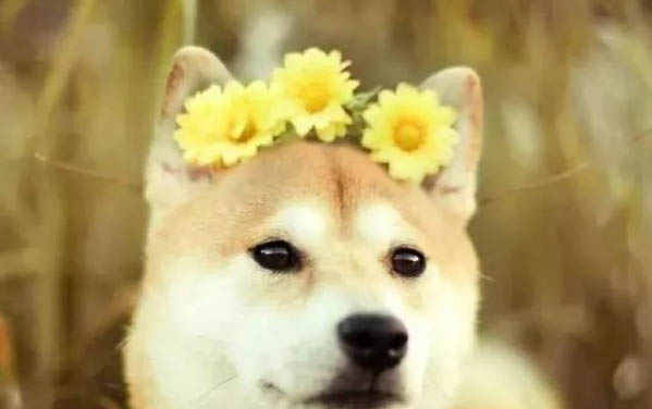 狗吃櫻桃怎么補救