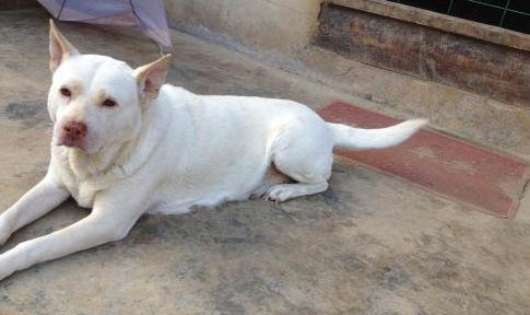 下司犬飼養注意事項