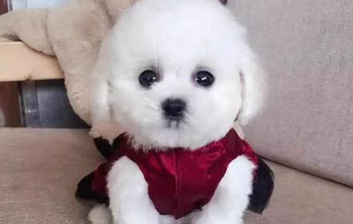 四個月狗狗喂多少狗糧