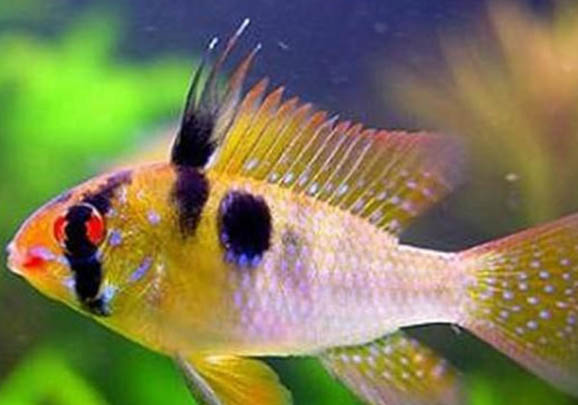 什么龜可以和魚一起養?
