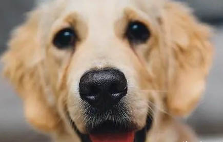 狗狗犬瘟熱癥狀