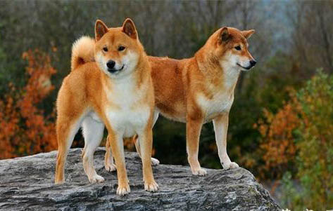 豆柴犬和柴犬哪個貴