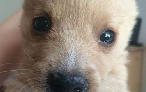 怎么讓狗狗安靜下來