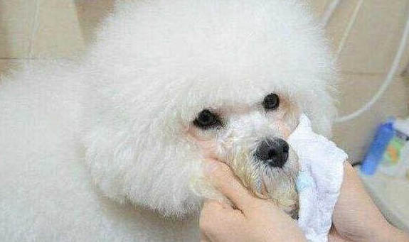 如何去除狗狗的尿味
