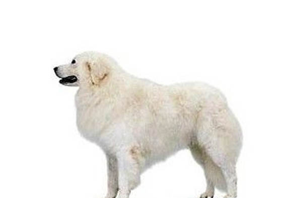 狗狗吃螞蟻有事嗎