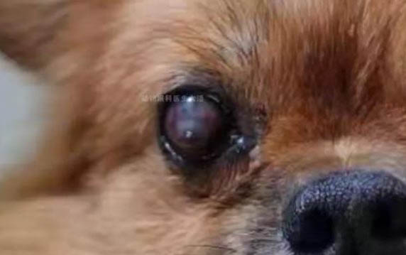 狗狗下雨天如何解決排泄問題