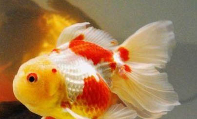 黑裙魚不吃食怎么回事